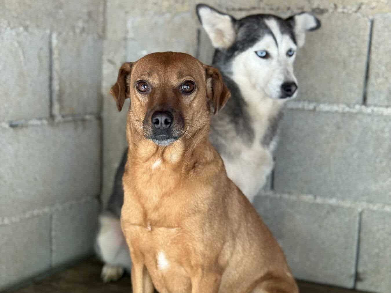 Adotta il cane BLUE e REDDY a Firenze