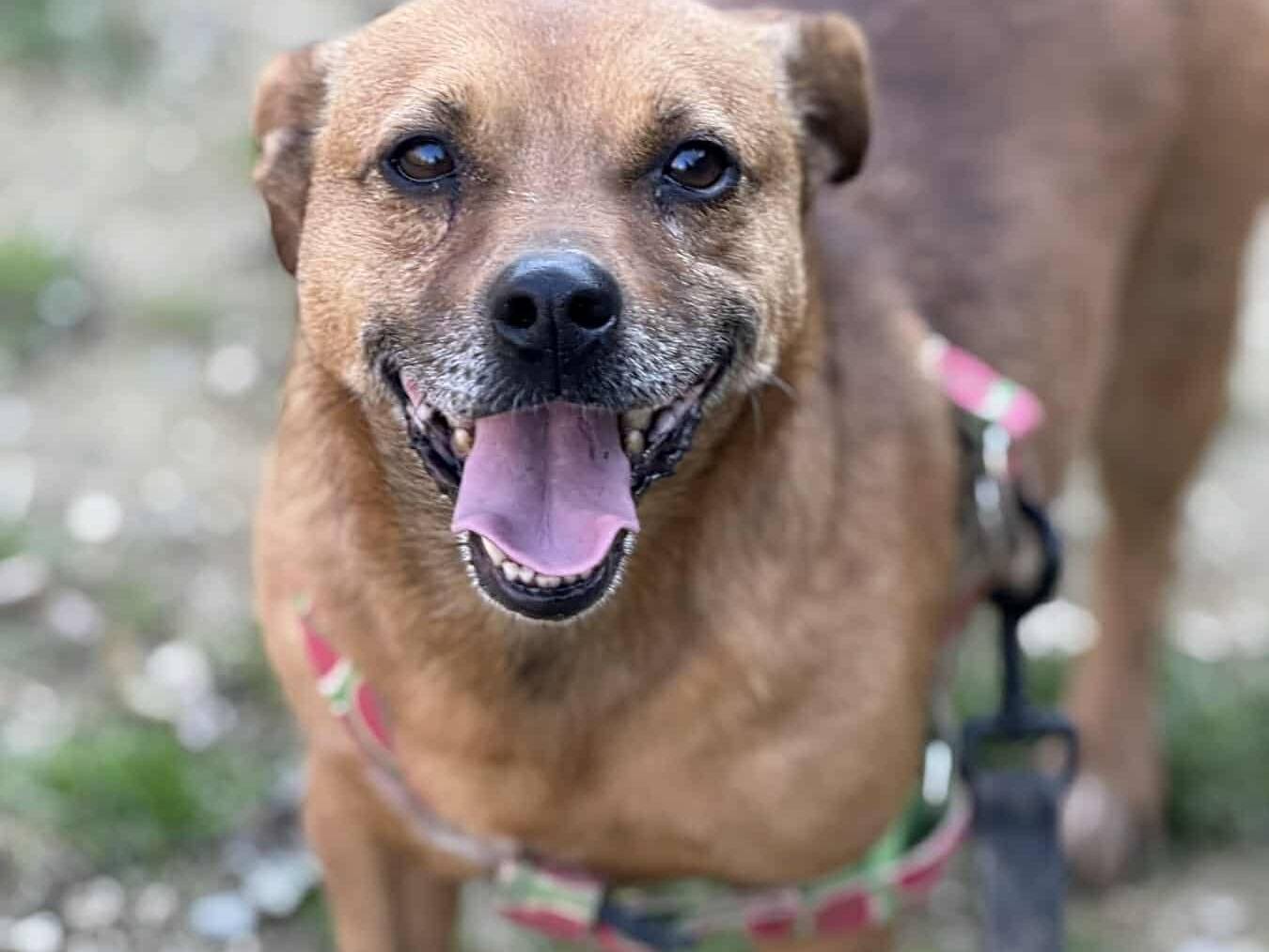 Vuoi adottare un cane a Firenze?