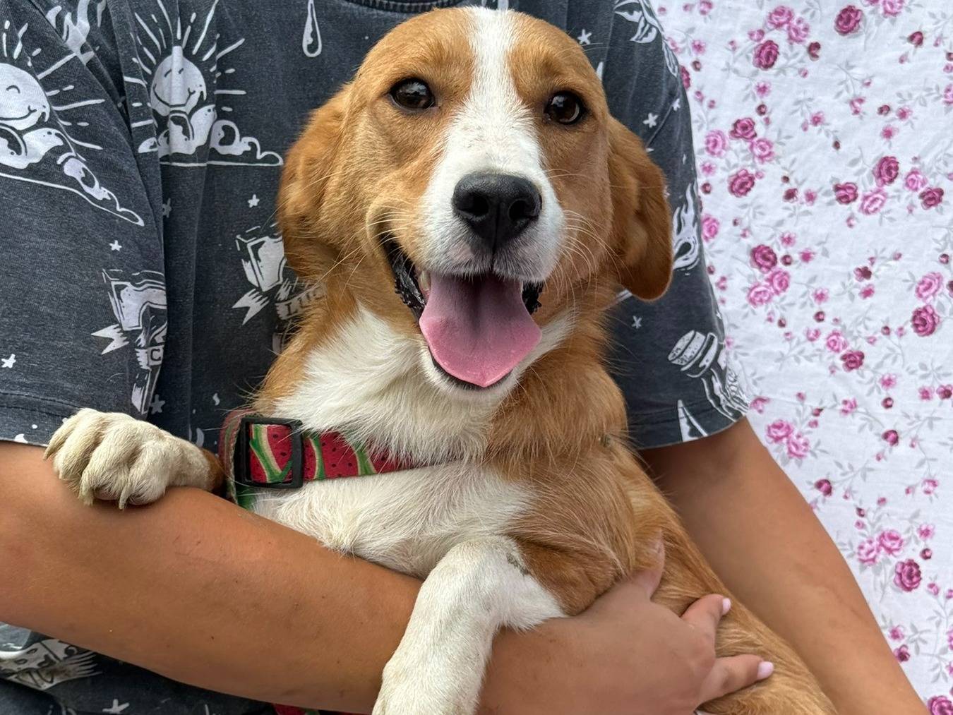 Adozione cane, femmina, Razza sconosciuta Razza sconosciuta, 1 anno e 5 mesi, taglia media contenuta, Firenze