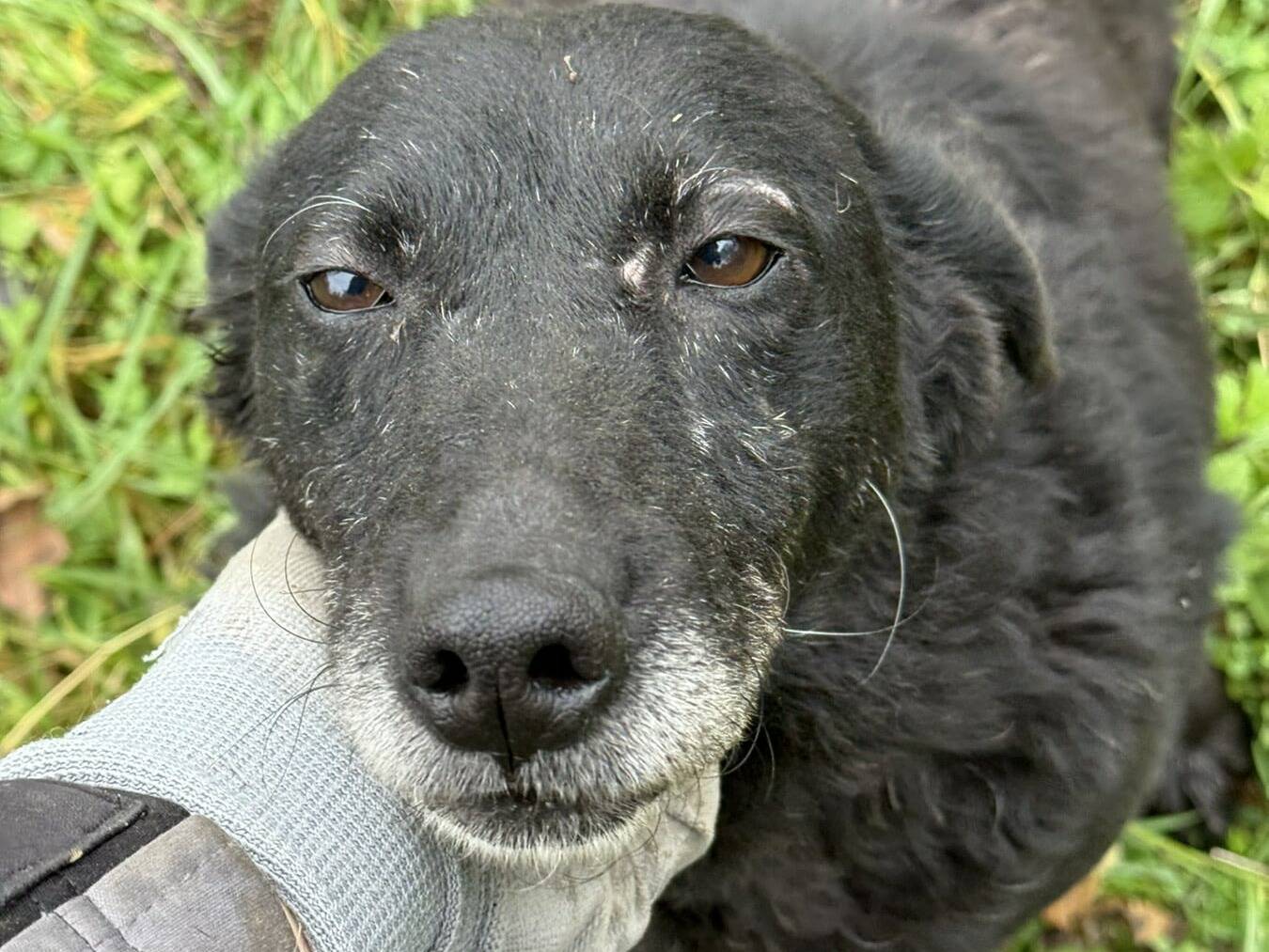 Adozione cane, femmina, Razza sconosciuta Razza sconosciuta, 4 anni e 9 mesi, taglia media, Firenze