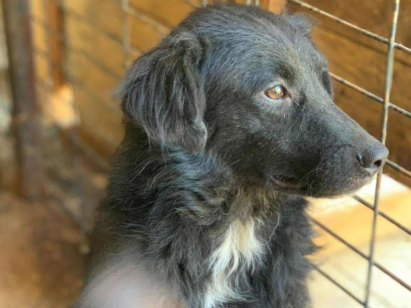 Adotta il cane CHEOPE e ISIDE a Firenze