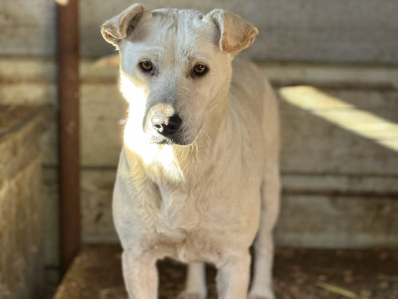 Adotta il cane BLANCA e BLESS a Firenze