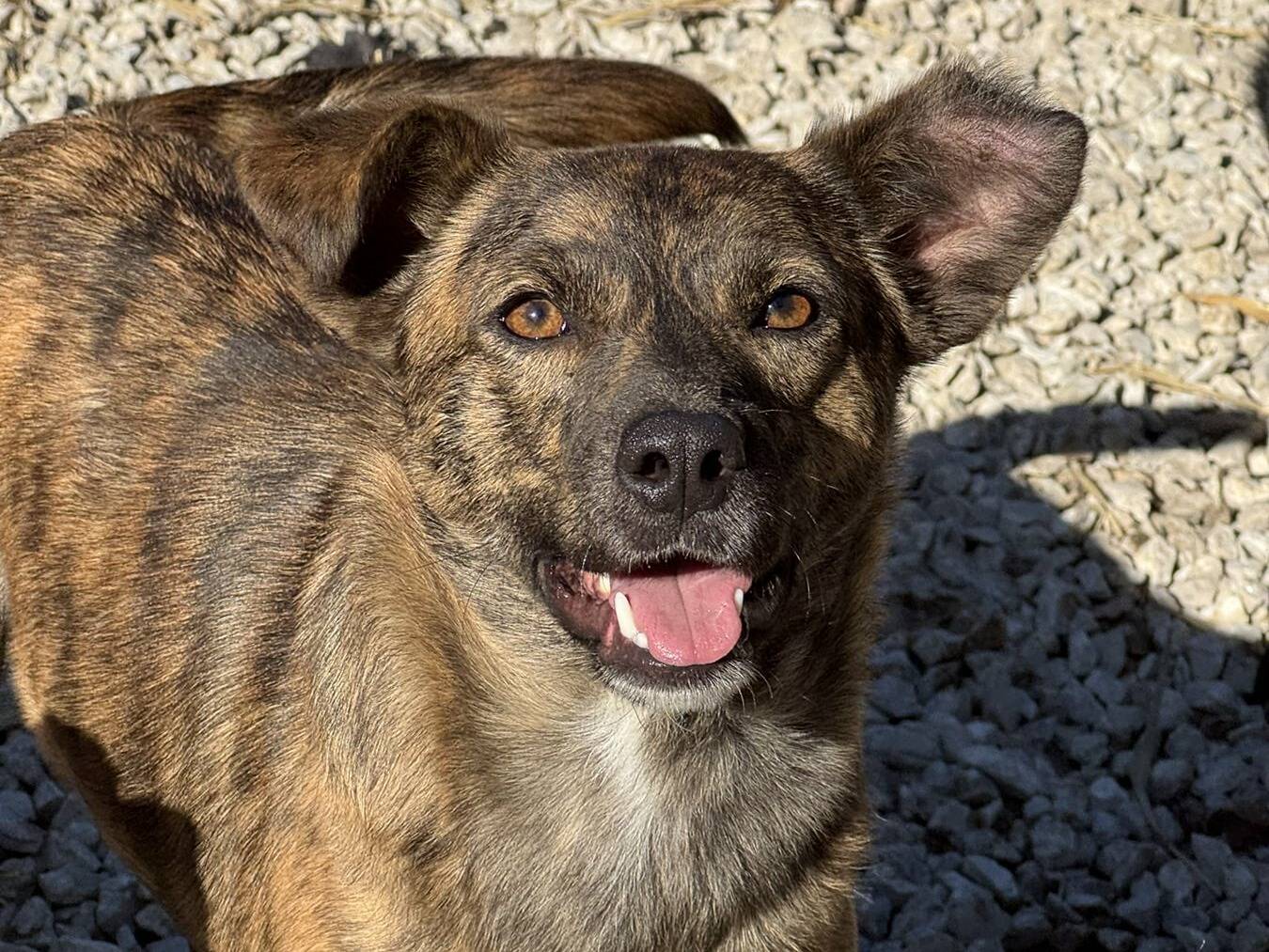 Adotta un cane, taglia piccola, femmina, Firenze