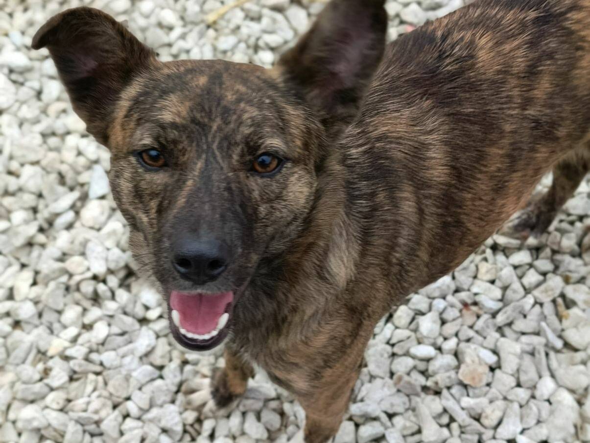 Vuoi adottare un cane a Firenze?