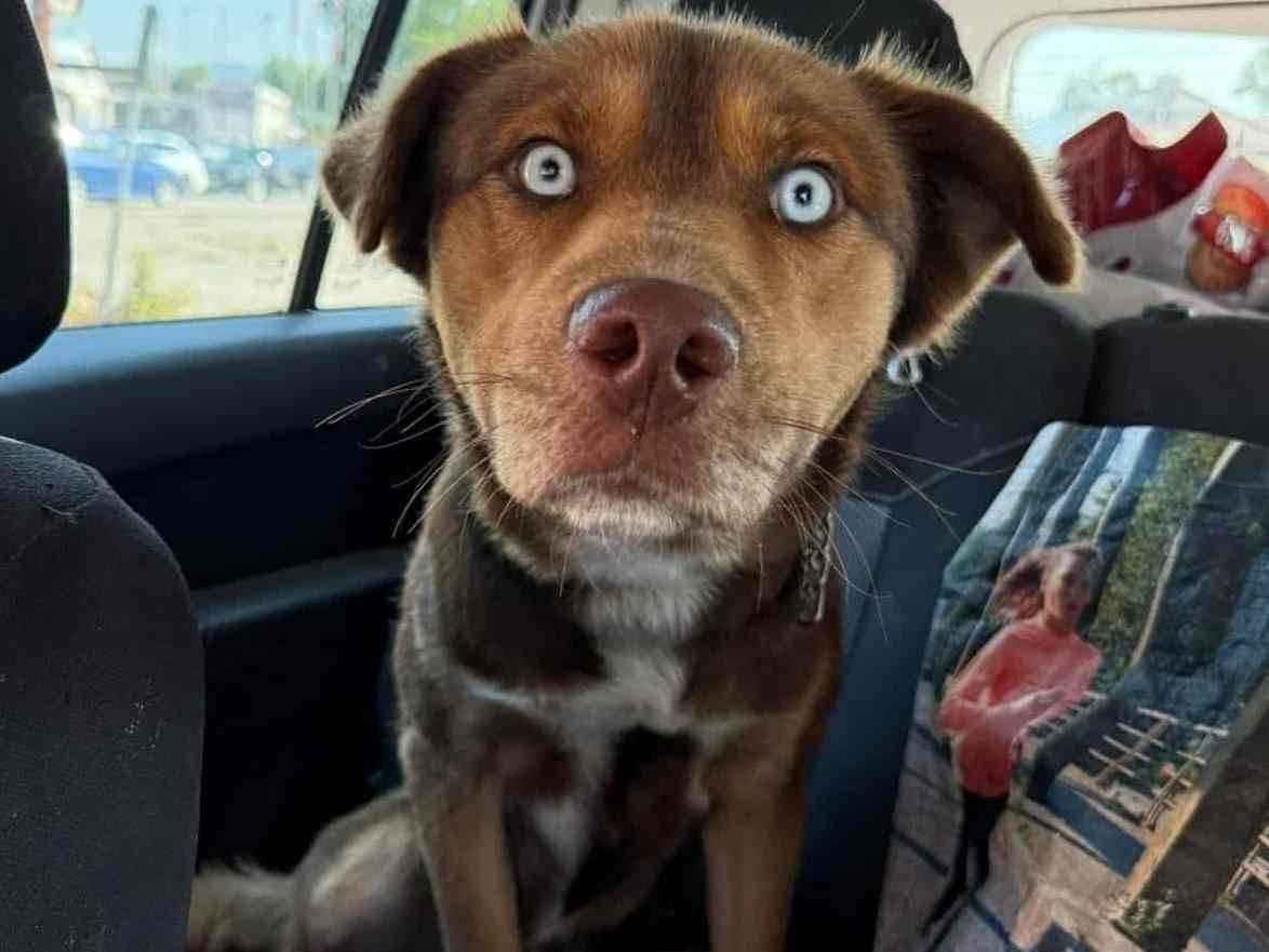 Adozione cane, maschio, Razza sconosciuta Razza sconosciuta, 3 anni e 9 mesi, taglia media, Firenze