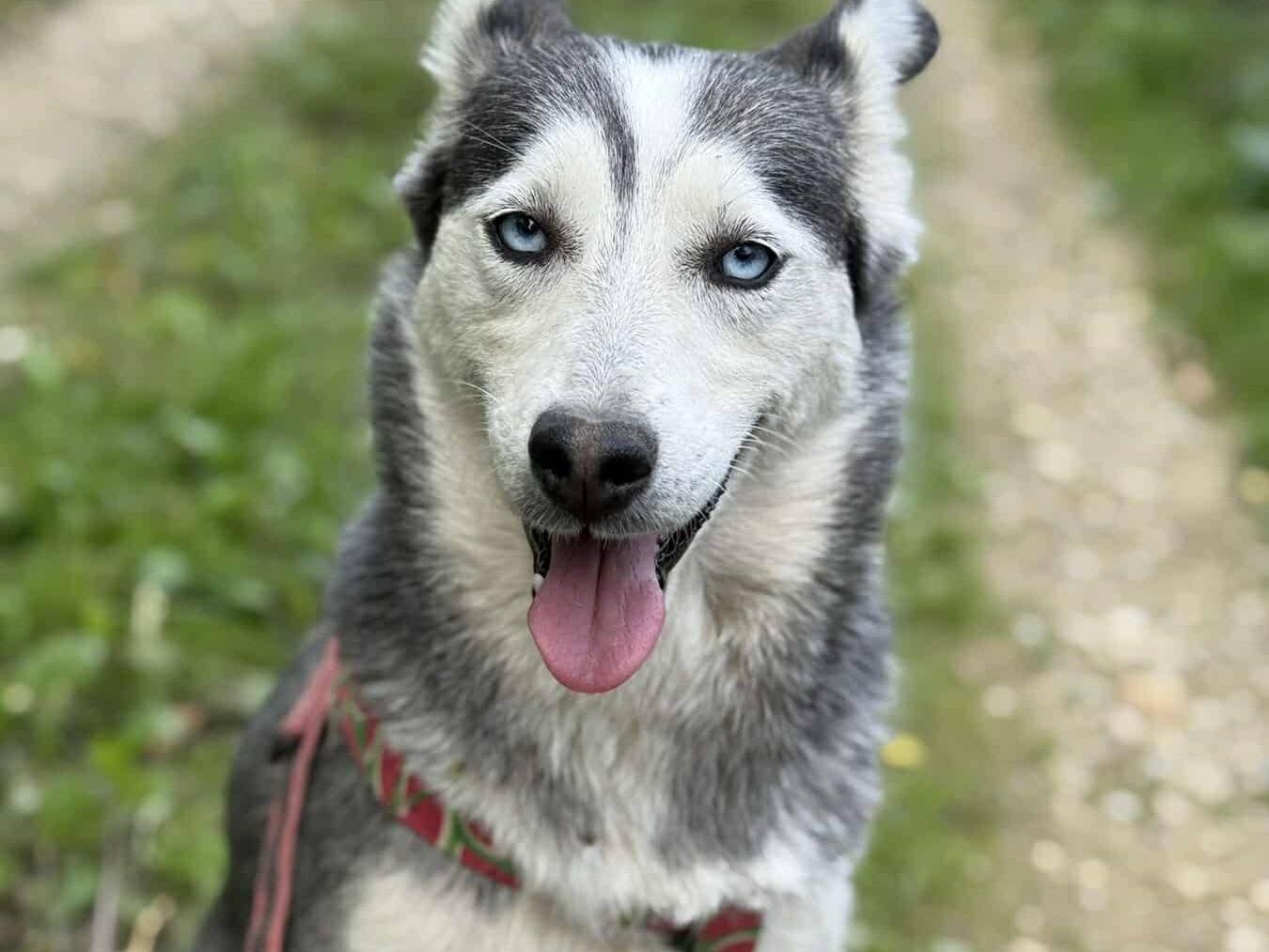 Adozione cane, femmina, Siberian Husky Razza sconosciuta, 3 anni e 9 mesi, taglia media, Firenze