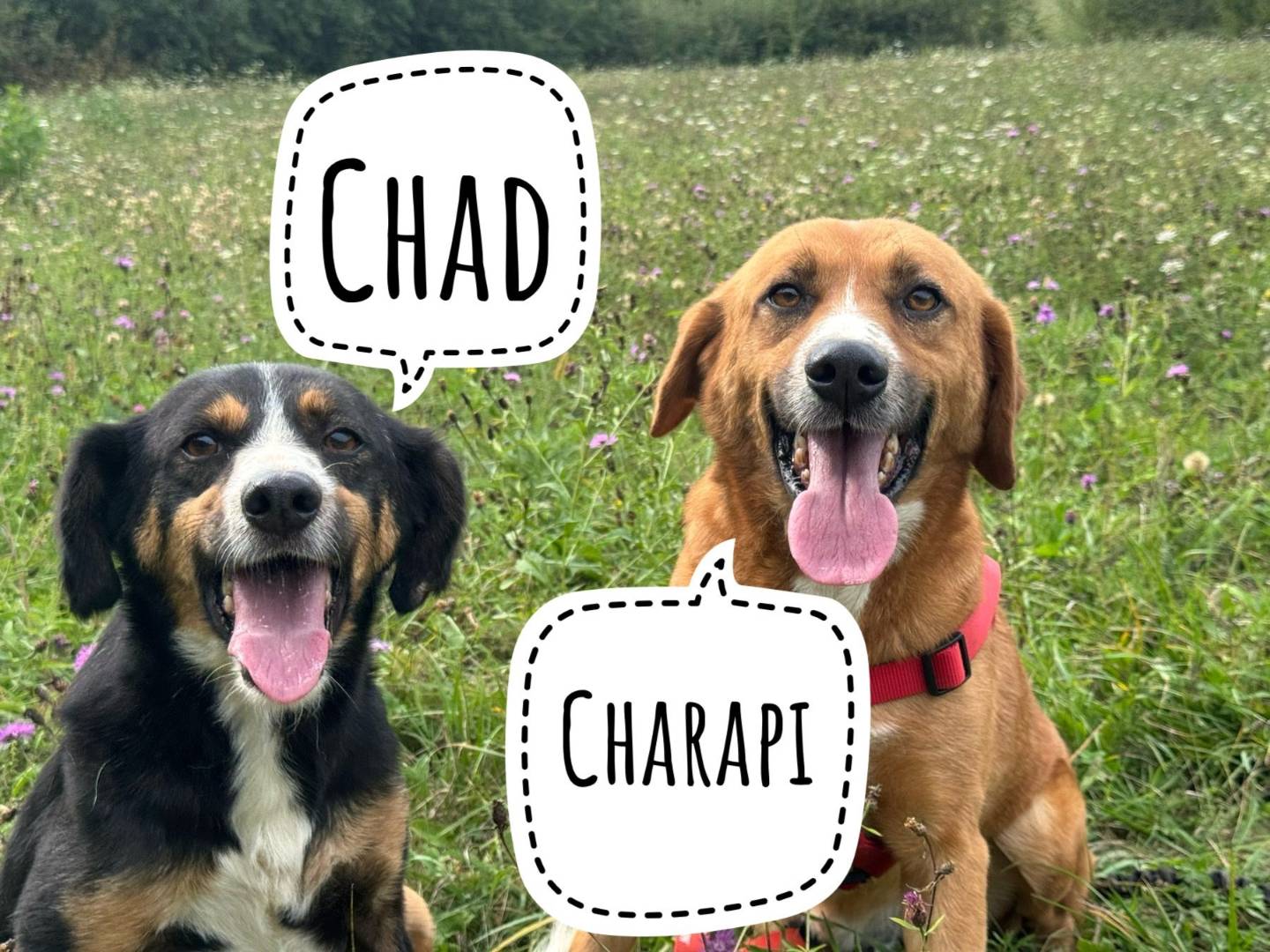 Adotta il cane CHAD e CHARAPI a Firenze
