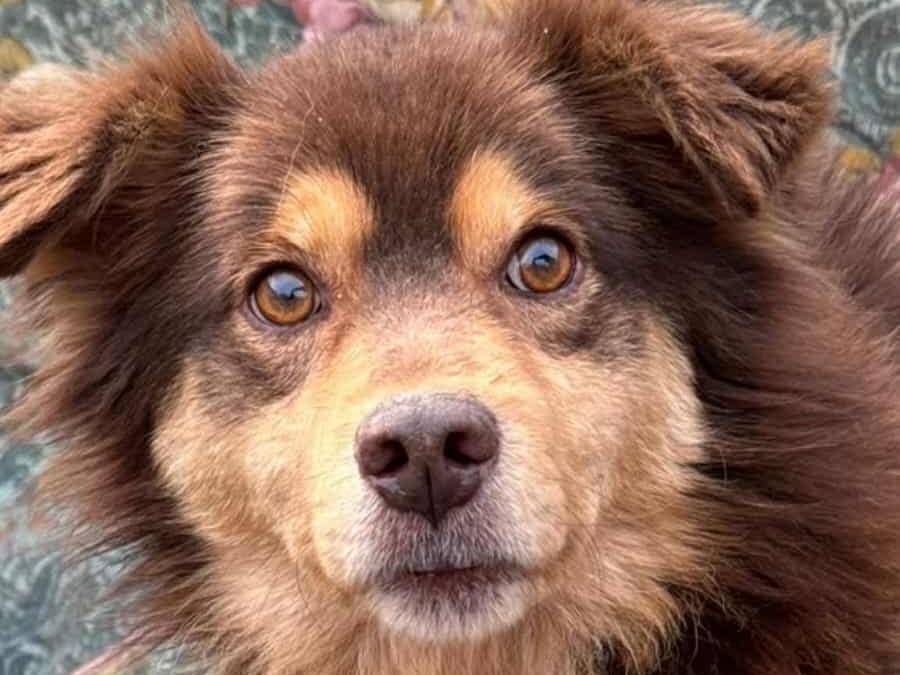 Adotta il cane CHILI a Firenze