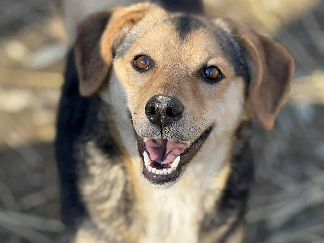 Adozione cane, femmina, Razza sconosciuta Razza sconosciuta, 2 anni e 9 mesi, taglia piccola, Firenze