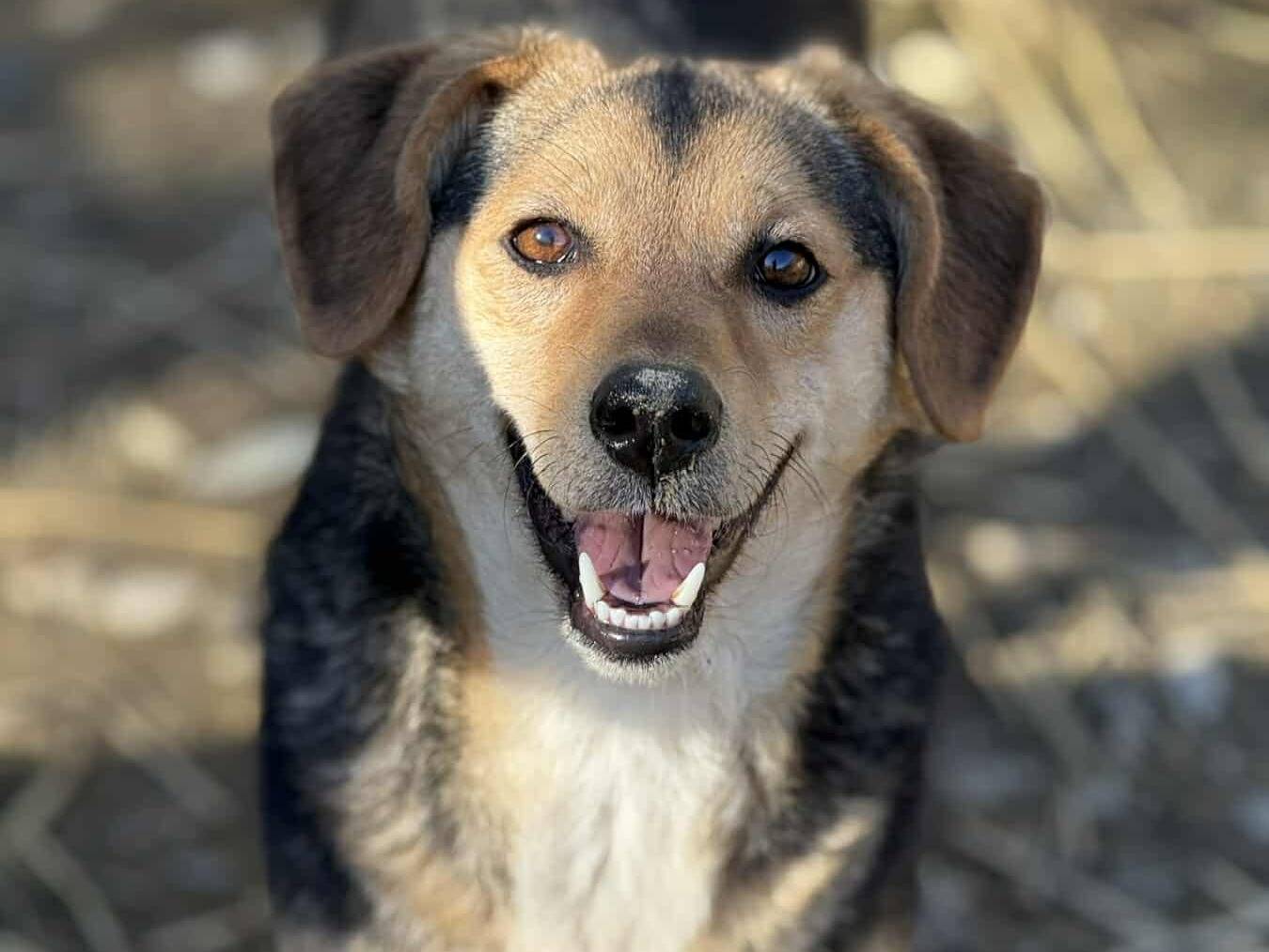 Adotta il cane DOTTIE a Firenze