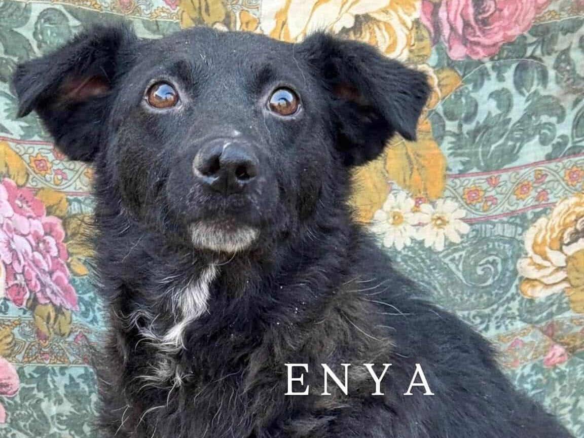 Adotta il cane ENYA a Firenze