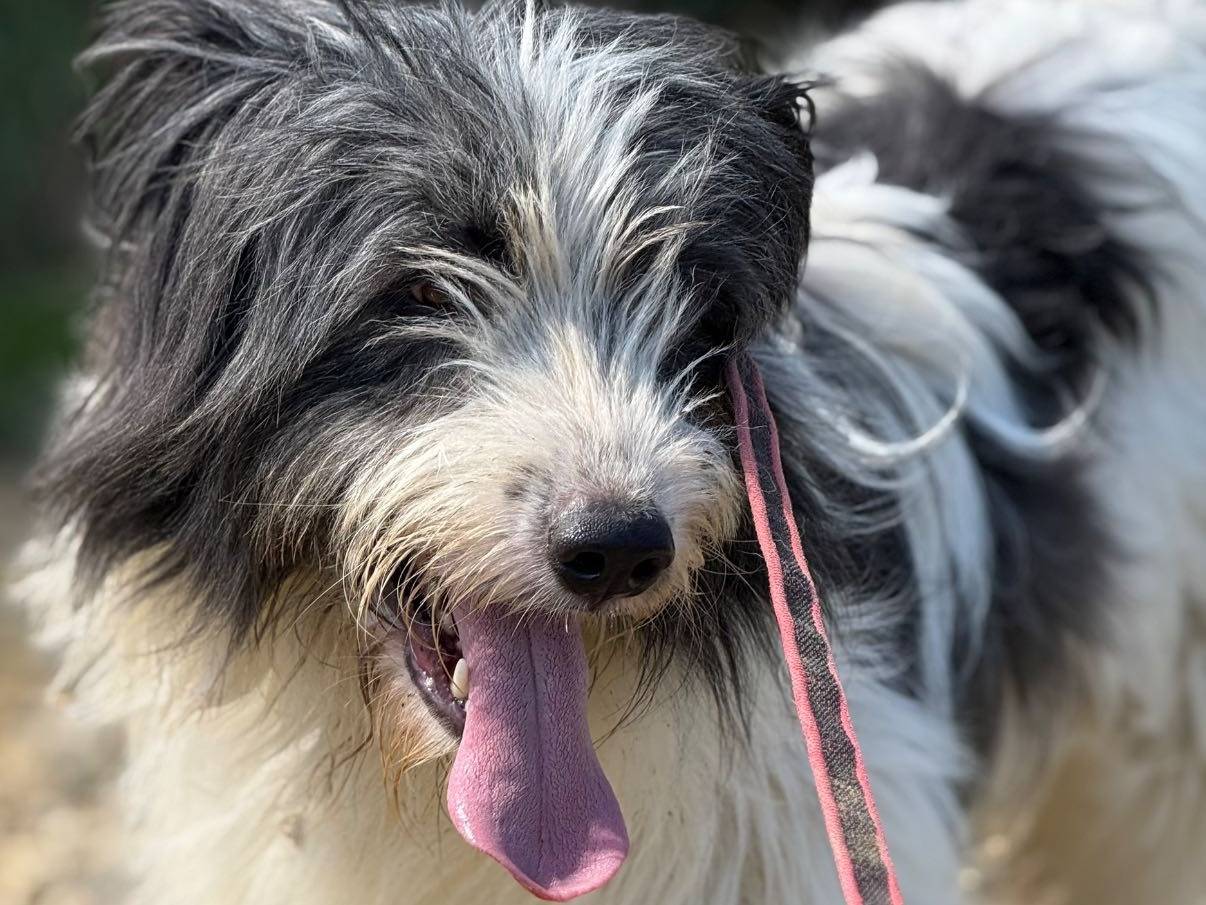 Adozione cane, maschio, Razza sconosciuta Razza sconosciuta, 3 anni e 1 mese, taglia media, Firenze