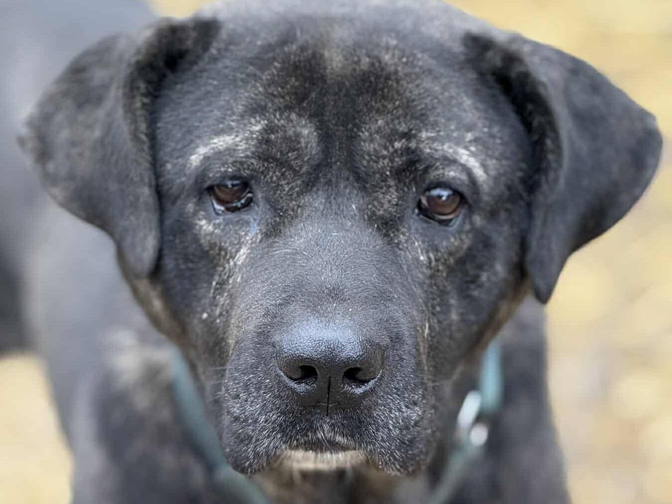 Adotta un cane, maschio, 4 anni e 9 mesi, Firenze