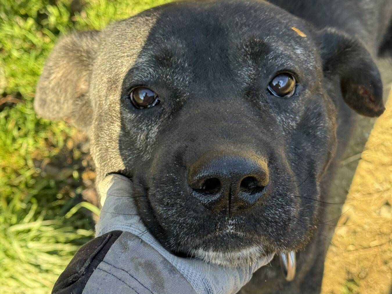 Adotta il cane HERCULES a Firenze