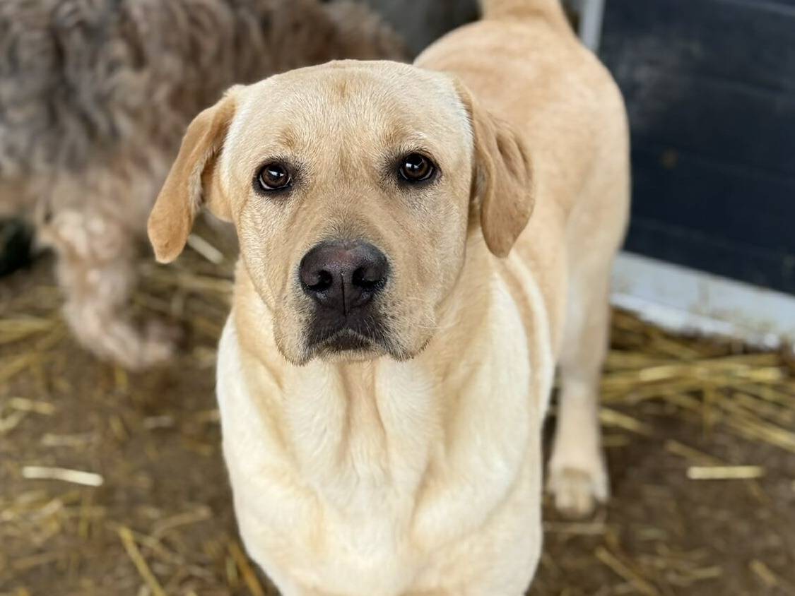 Adozione cane, maschio, Labrador Retriever Razza sconosciuta, 9 mesi, taglia media, Firenze