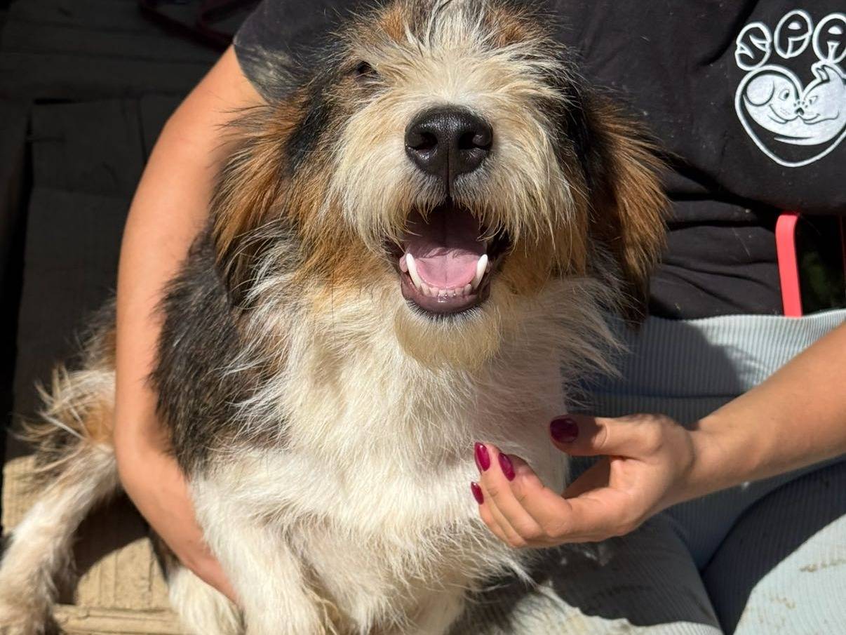 Vuoi adottare un cane a Firenze?