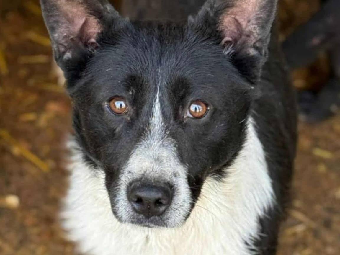 Adozione cane, femmina, Razza sconosciuta Razza sconosciuta, 2 anni e 8 mesi, taglia media contenuta, Firenze