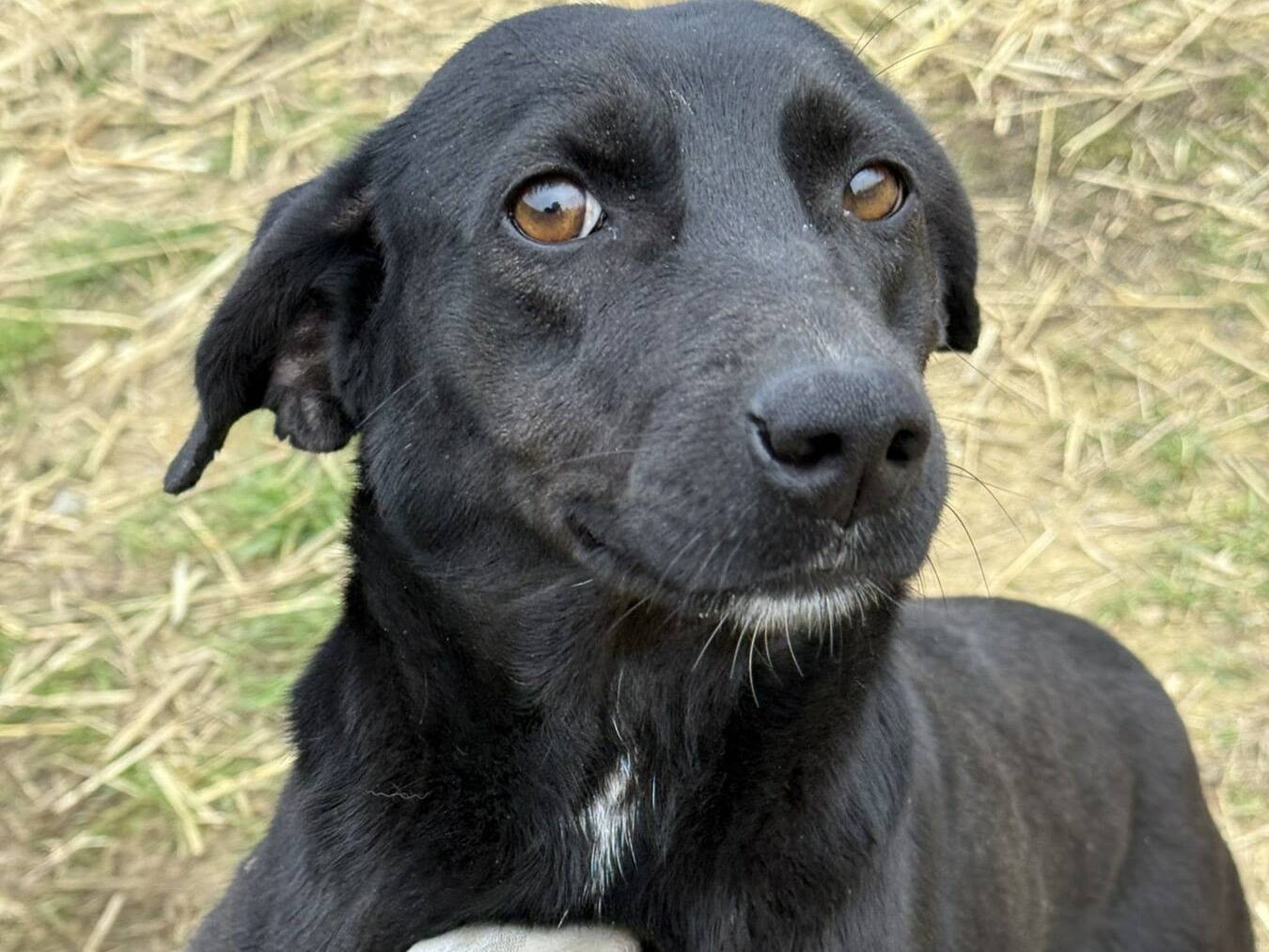 Vuoi adottare un cane a Firenze?