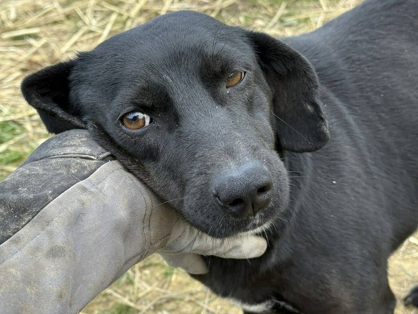 Adotta il cane ZARA a Firenze