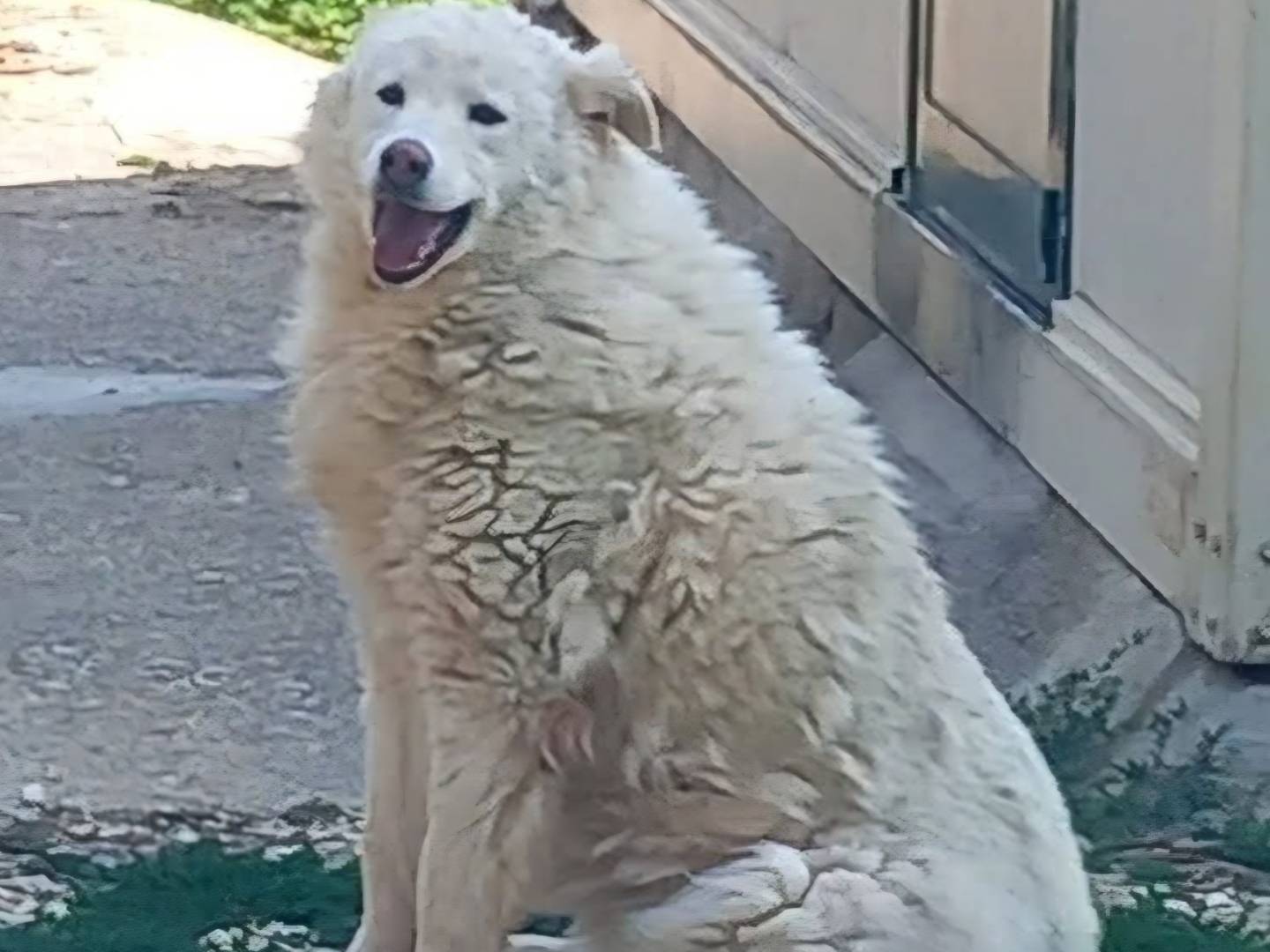 Adozione cane, femmina, Pastore maremmano Razza sconosciuta, 10 anni e 10 mesi, taglia grande, Terni