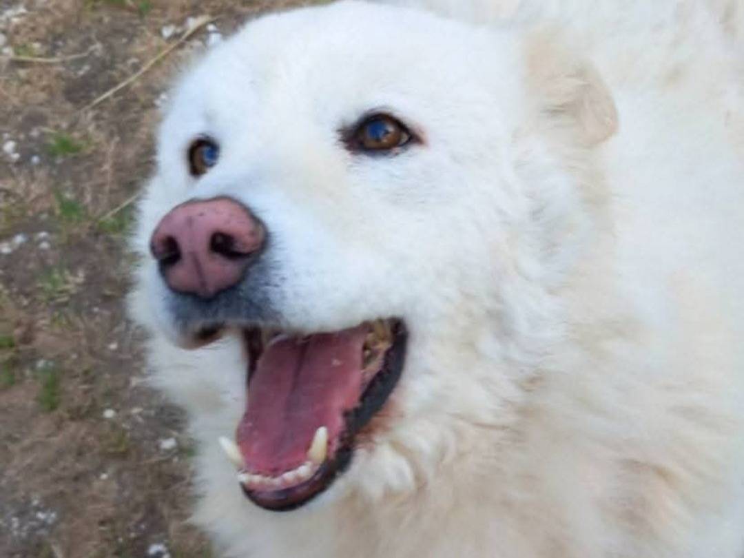 Vuoi adottare un cane a Terni?