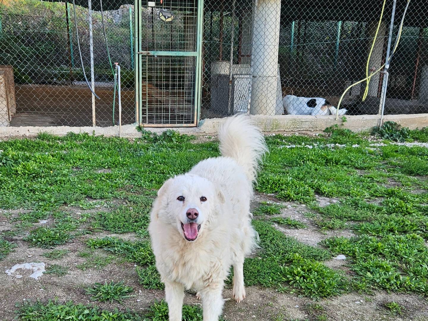 Adotta un cane, femmina, 10 anni e 10 mesi, Terni