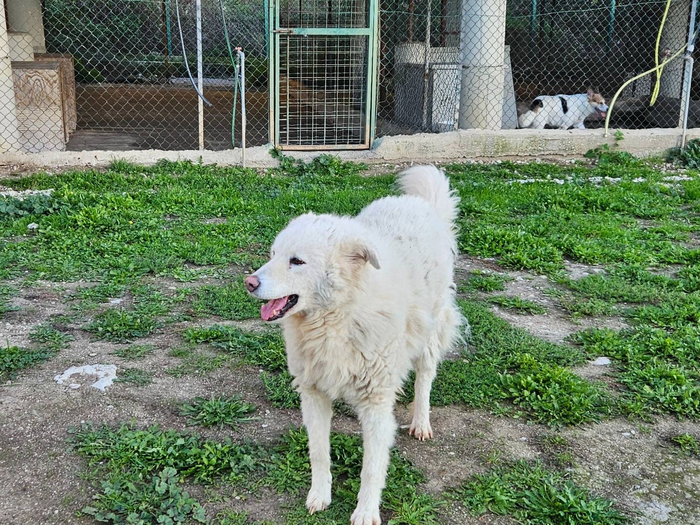 Adotta un cane, taglia grande, femmina, Terni