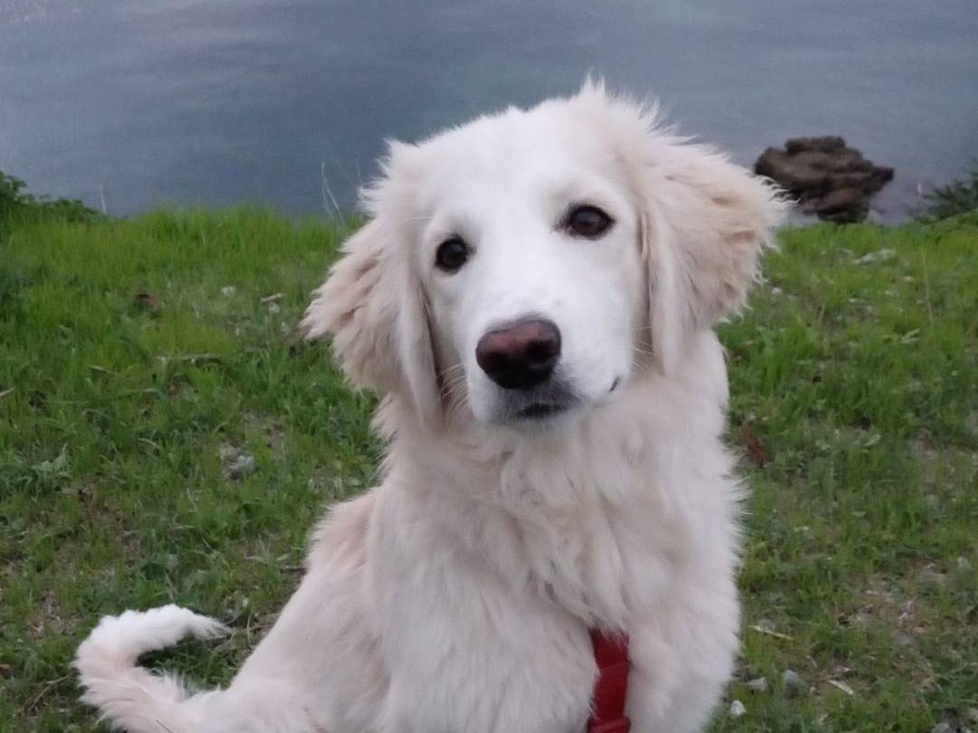 Adozione cane, maschio, Razza sconosciuta Razza sconosciuta, 6 mesi, taglia media, Crotone