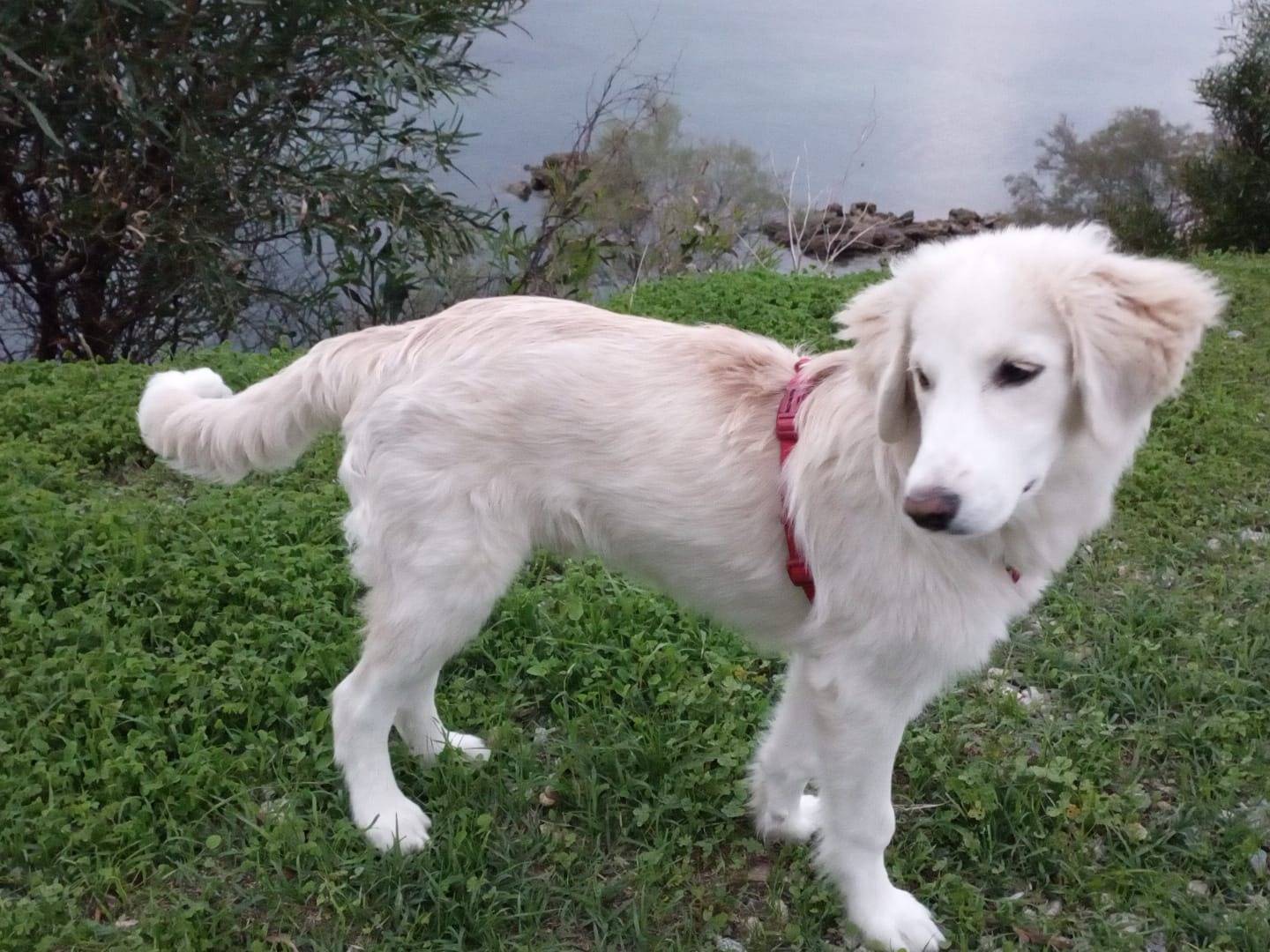 Adotta un cane, maschio, 6 mesi, Crotone