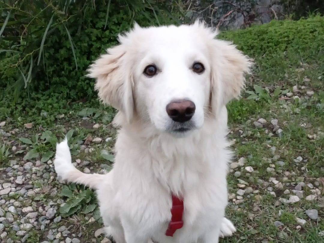 Adotta un cane, taglia media, maschio, Crotone