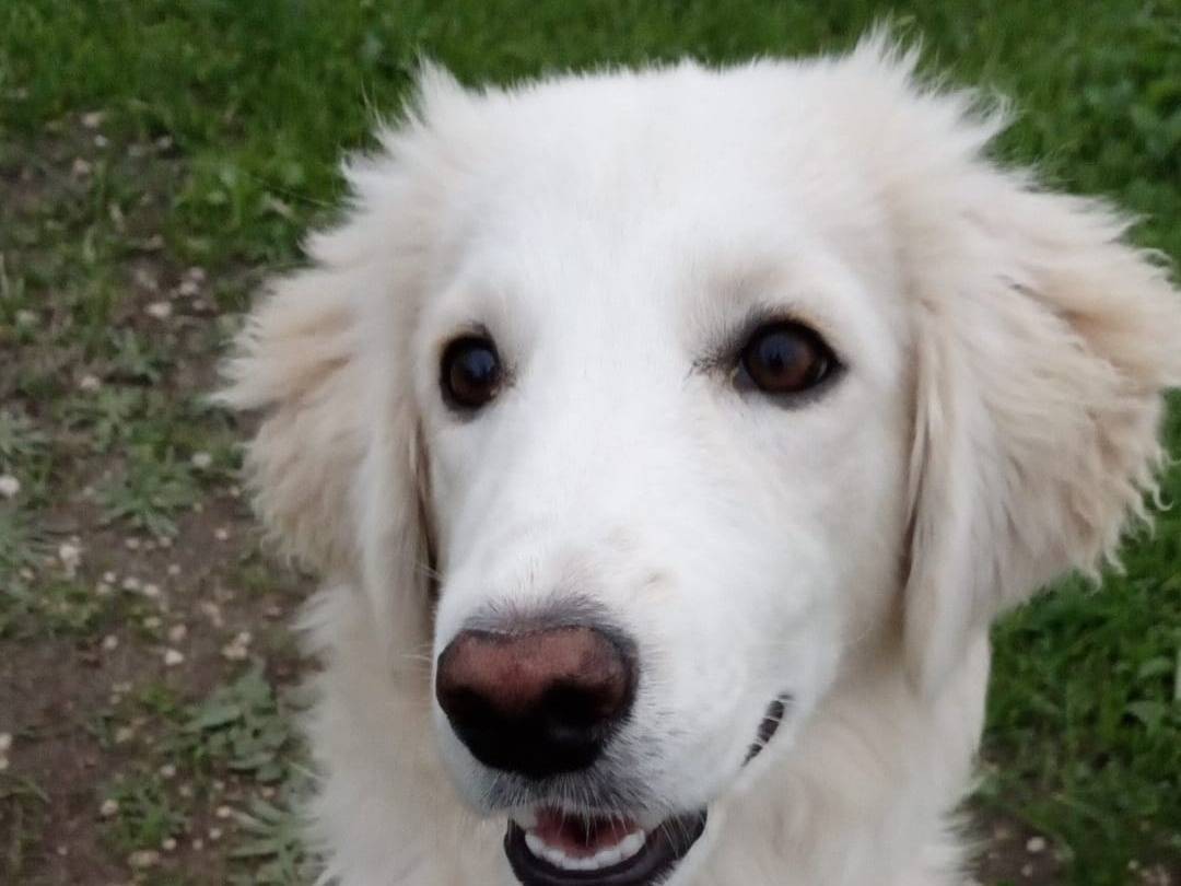 Vuoi adottare un cane a Crotone?