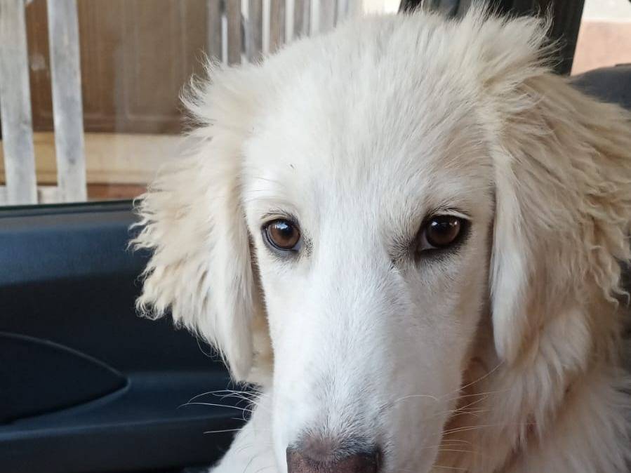 Adotta il cane TOBY  a Crotone