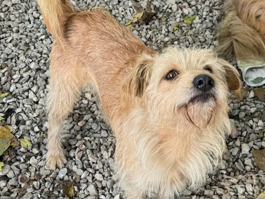 Vuoi adottare un cane a Teramo?