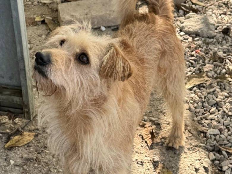 Adotta il cane Amleto a Teramo