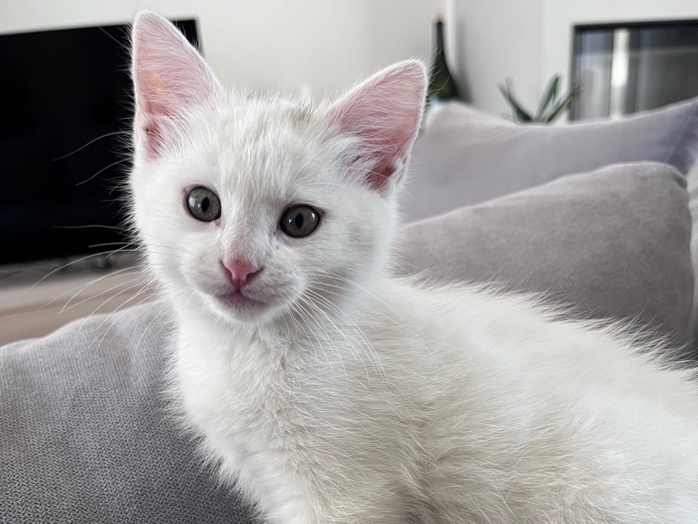 Adozione gatto, maschio, Razza sconosciuta Razza sconosciuta, 2 mesi, taglia non valida, Vicenza