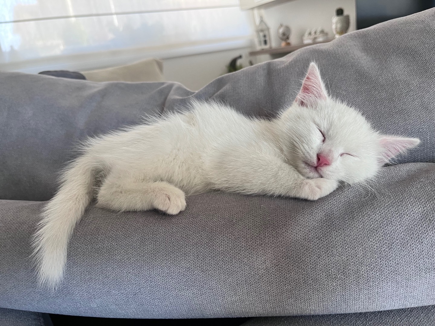 Adotta un gatto, maschio, 2 mesi, Vicenza