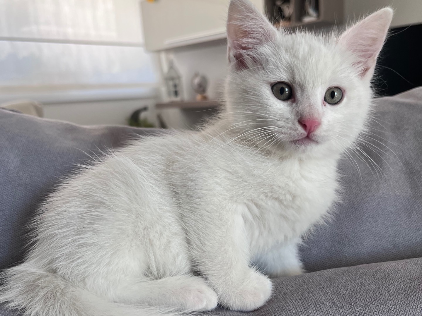 Adotta un gatto, taglia non valida, maschio, Vicenza