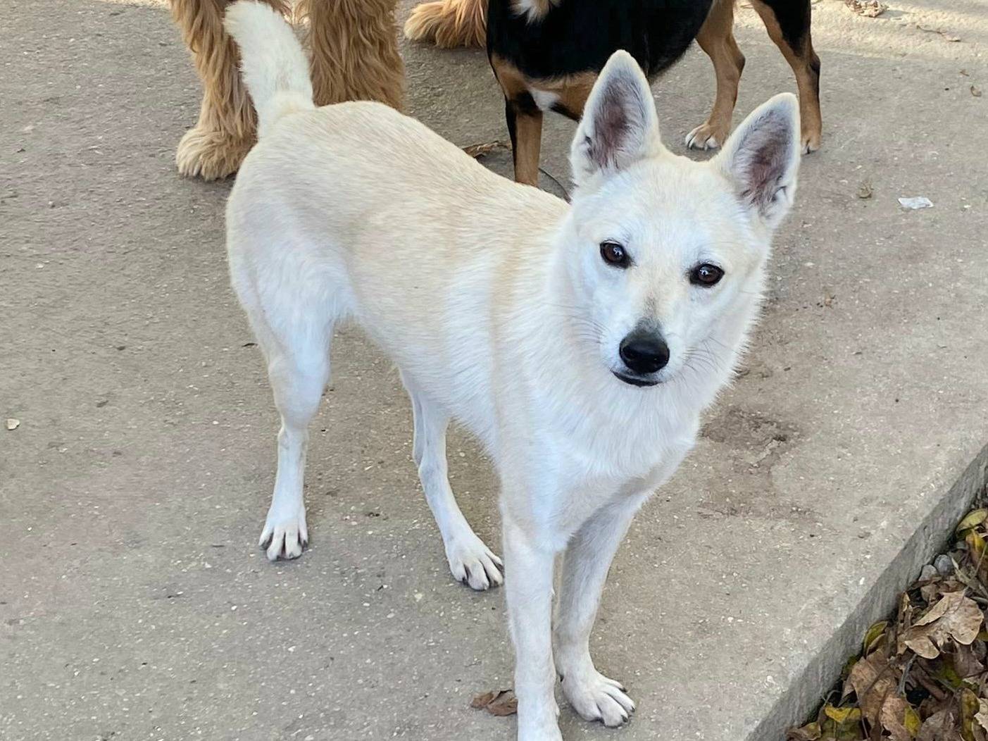 Adozione cane, femmina, Razza sconosciuta Razza sconosciuta, 1 anno e 1 mese, taglia piccola, Teramo