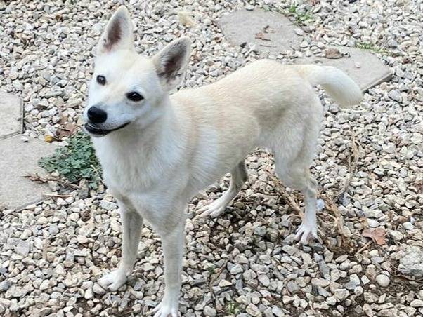 Adotta un cane, femmina, 1 anno e 1 mese, Teramo