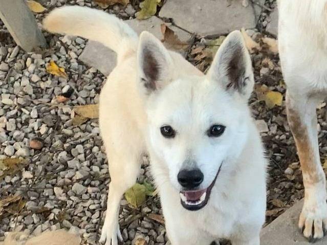 Adotta un cane, taglia piccola, femmina, Teramo