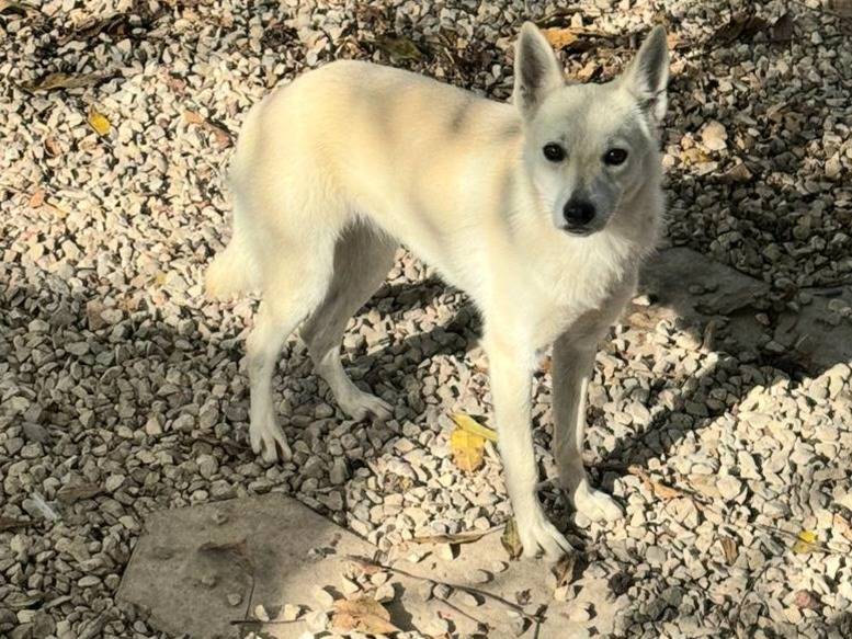 Vuoi adottare un cane a Teramo?