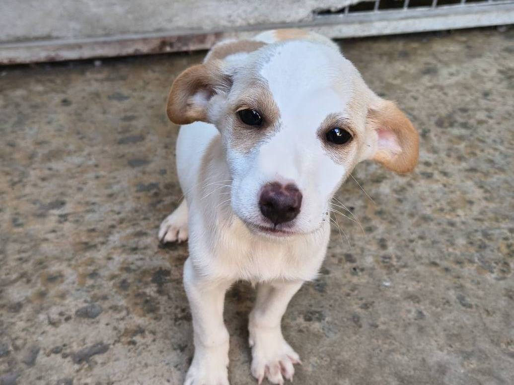Adozione cane, femmina, Razza sconosciuta Razza sconosciuta, 2 mesi, taglia piccola, Crotone
