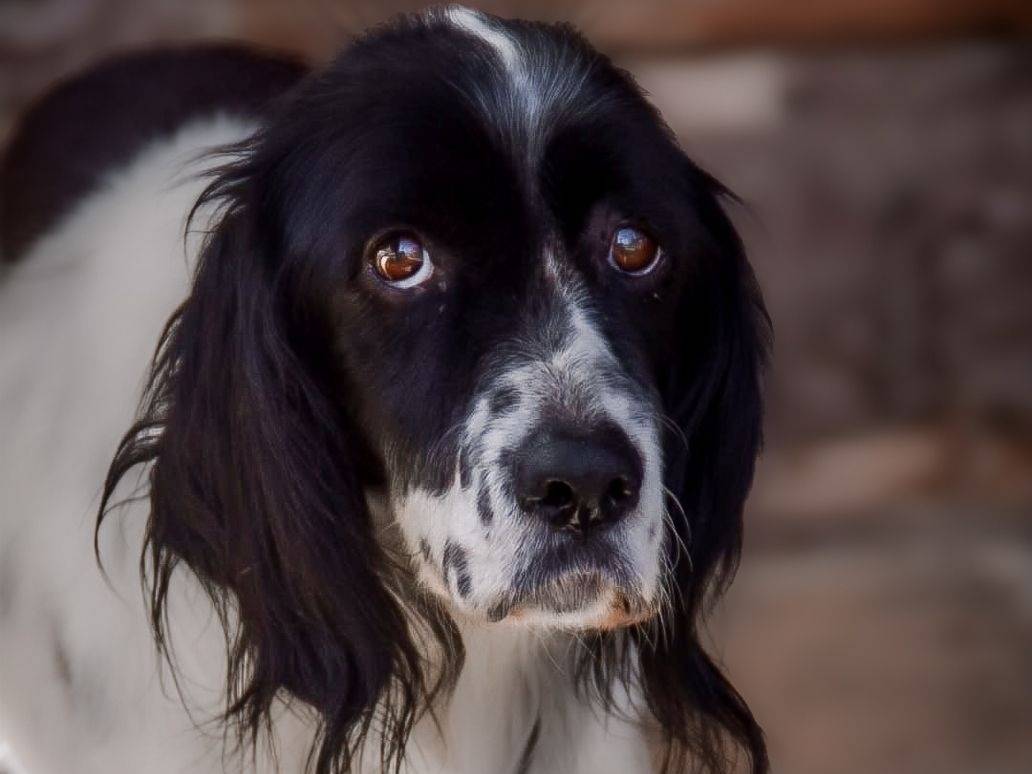 Adozione cane, femmina, Setter Inglese Razza sconosciuta, 6 anni e 5 mesi, taglia media contenuta, Crotone