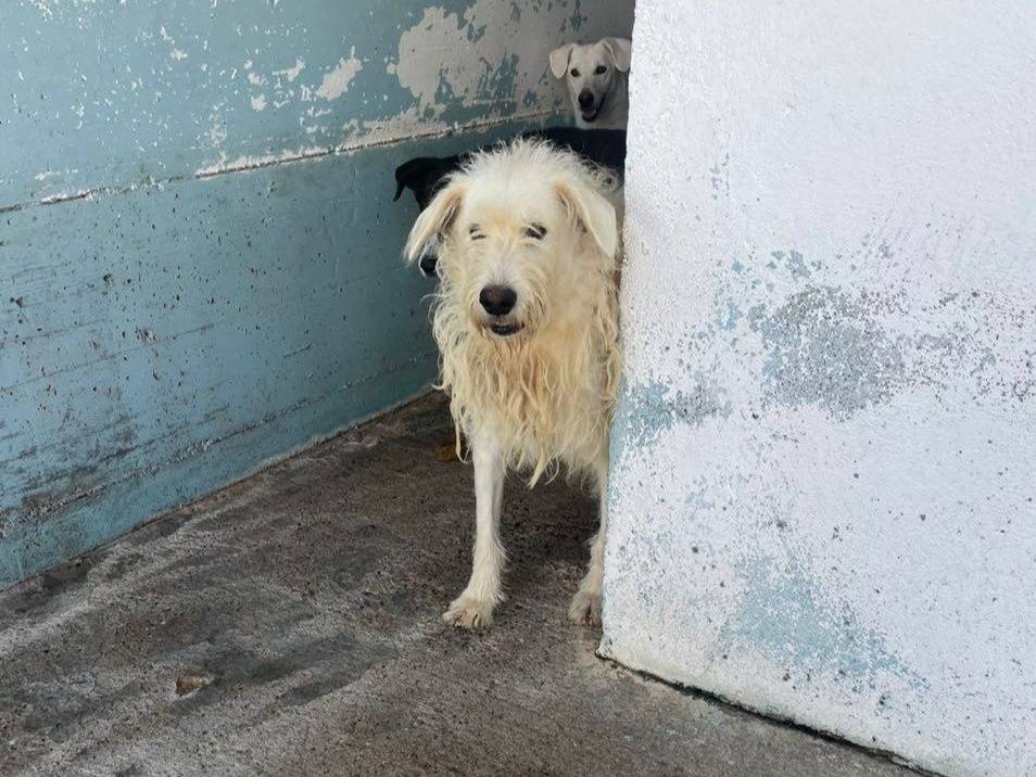 Adozione cane, femmina, Razza sconosciuta Razza sconosciuta, 7 anni e 5 mesi, taglia media, Crotone