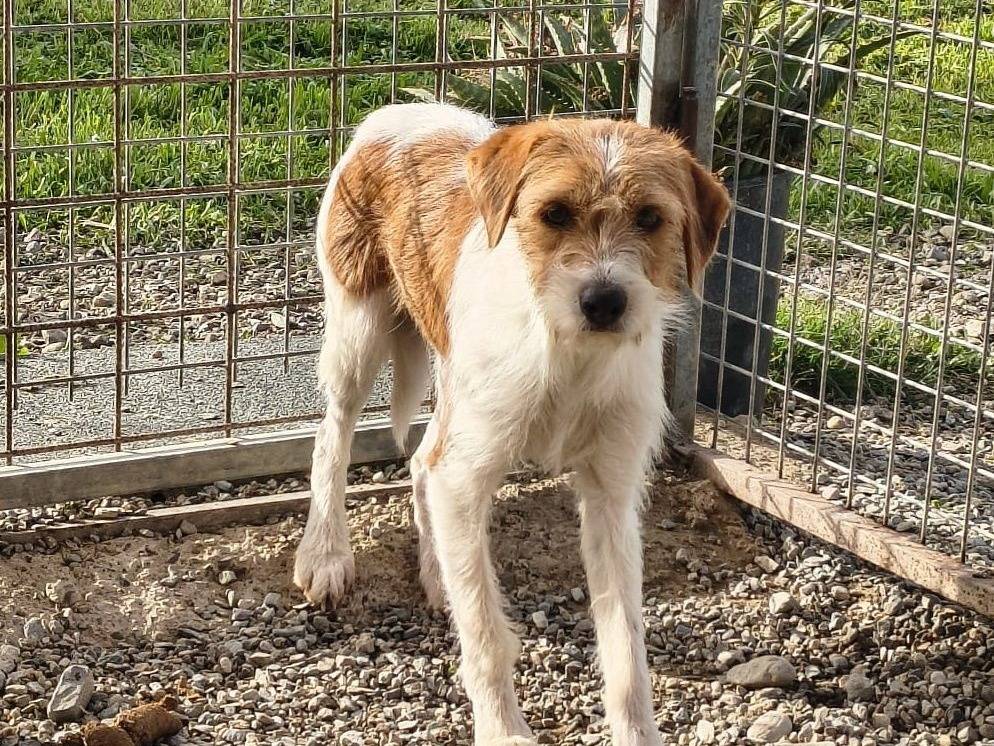 Adozione cane, maschio, Razza sconosciuta Razza sconosciuta, 1 anno e 1 mese, taglia piccola, Crotone