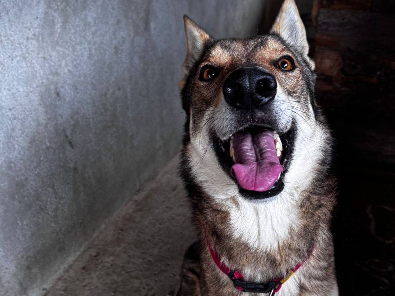 Adozione cane, maschio, Cane lupo Cecoslovacco Razza sconosciuta, 5 anni e 5 mesi, taglia gigante, Crotone