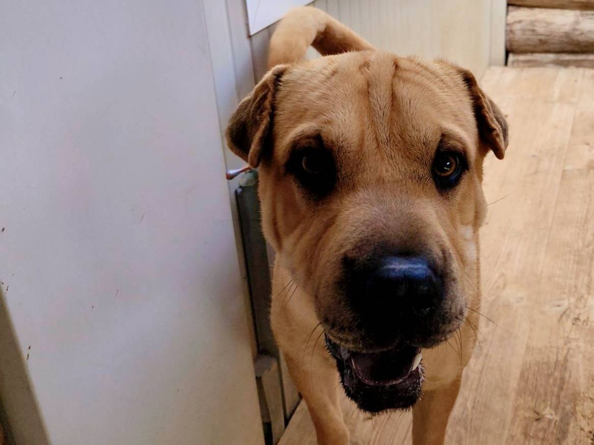 Adozione cane, maschio, Shar Pei Razza sconosciuta, 8 mesi, taglia media contenuta, Crotone