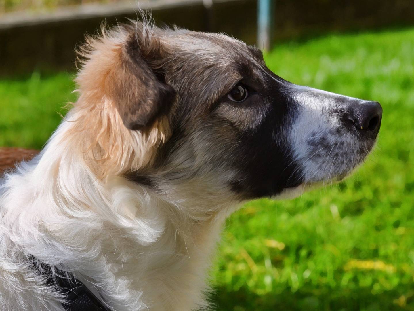 Adozione cane, femmina, Razza sconosciuta Razza sconosciuta, 5 mesi, taglia media, Como