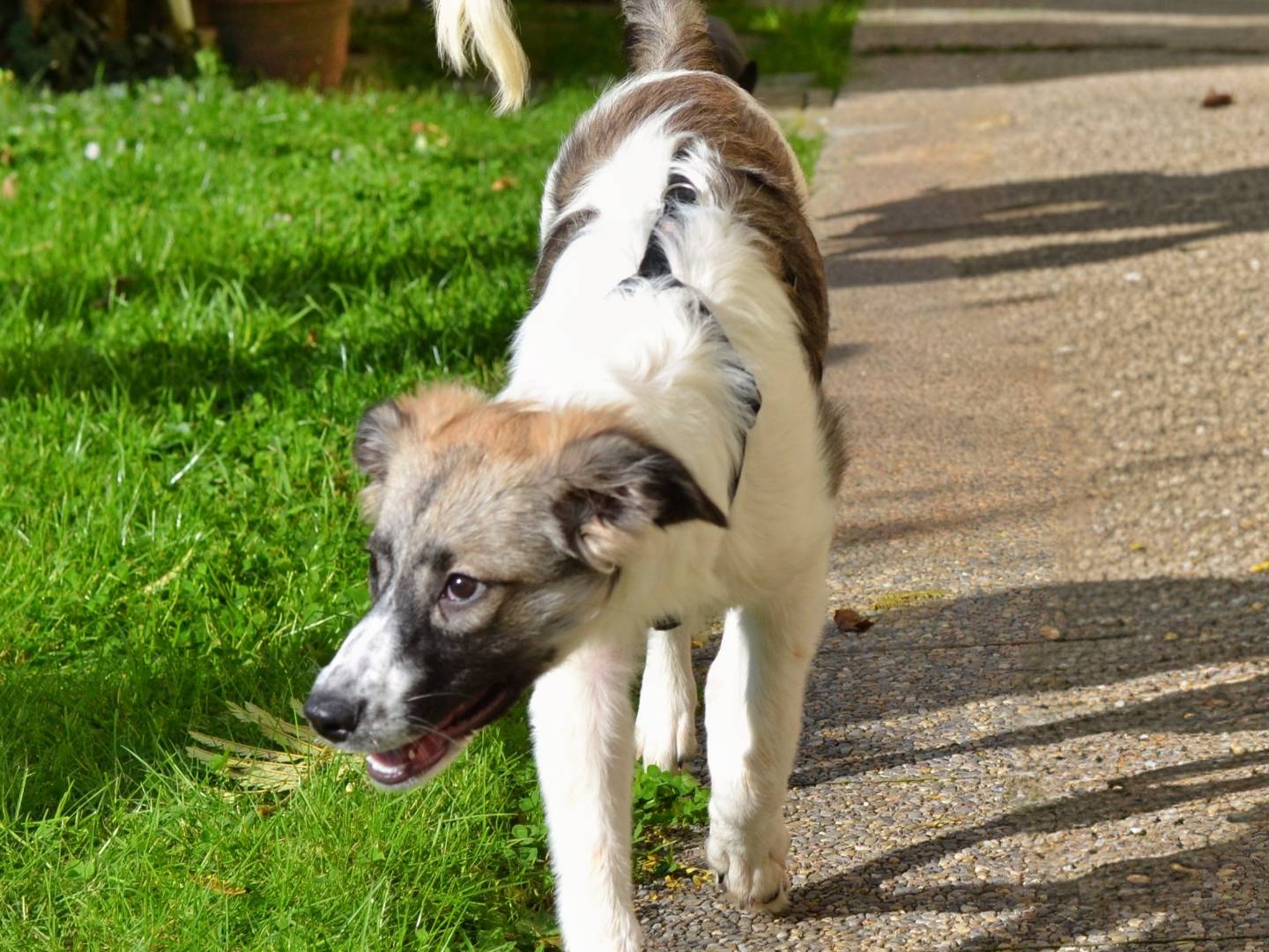 Adotta un cane, femmina, 5 mesi, Como
