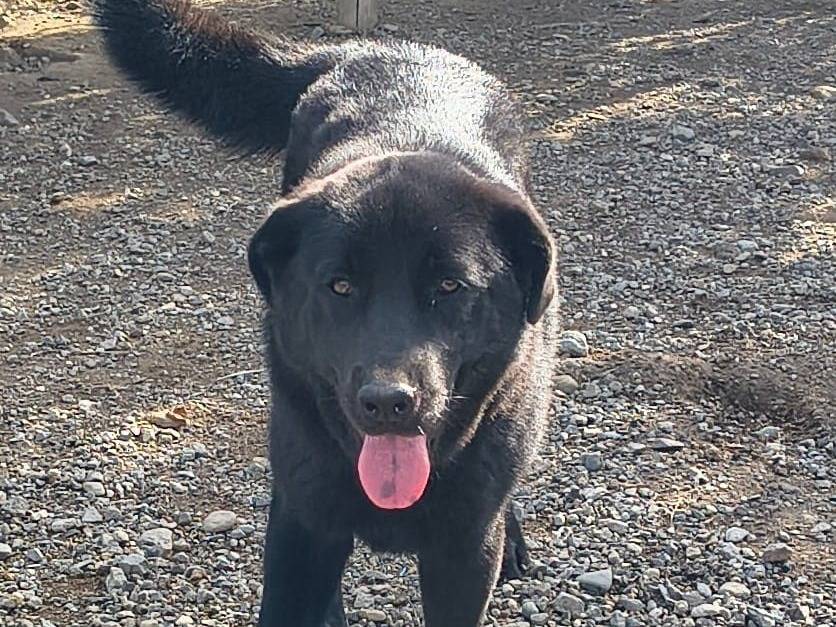 Adozione cane, femmina, Labrador Retriever Razza sconosciuta, 6 mesi, taglia media, Crotone